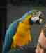 Macaw