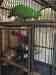 Eclectus