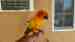 Conure