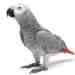 African Grey