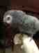 African Grey