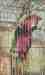 Macaw