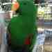 Eclectus