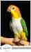 Caique