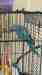 Indian Ringneck Parakeet