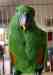 Eclectus