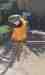 Macaw