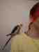 Cockatiel
