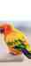 Conure