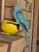 Indian Ringneck Parakeet