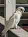 Corella Cockatoo