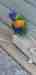 Lory / Lorikeet