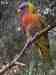 Lory / Lorikeet