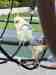 Cockatiel