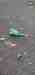 Indian Ringneck Parakeet