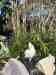 Corella Cockatoo