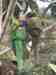 Lory / Lorikeet