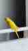 Indian Ringneck Parakeet