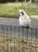 Cockatoo