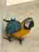 Macaw