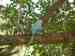 Indian Ringneck Parakeet