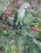 Alexandrine