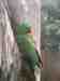 Eclectus
