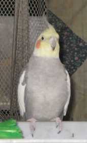 Found Cockatiel
