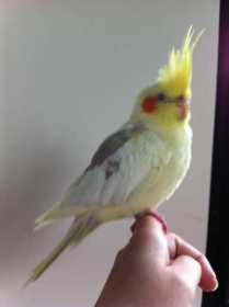 Found Cockatiel