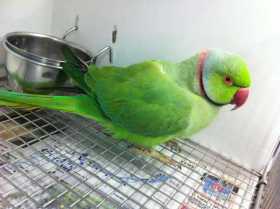 Found Indian Ringneck Parakeet