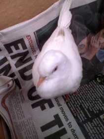 Found Dove