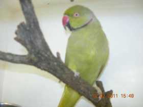 Found Indian Ringneck Parakeet