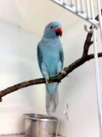 Found Indian Ringneck Parakeet