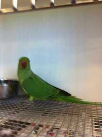 Found Indian Ringneck Parakeet