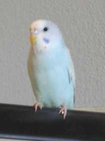 Found Parakeet