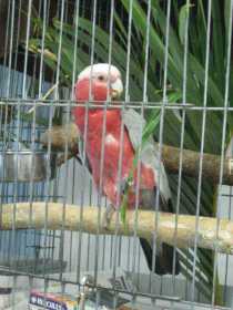 Found Galah Cockatoo