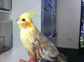 Found Cockatiel