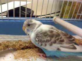 Found Parakeet