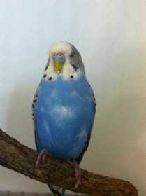 Found Budgerigar