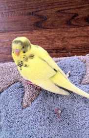 Found Budgerigar