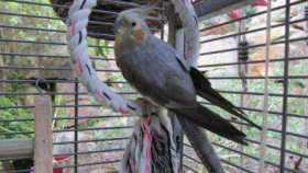 Found Cockatiel
