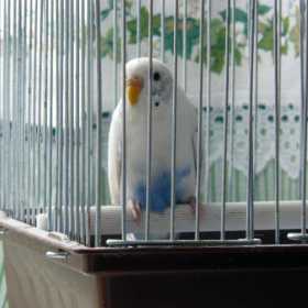 Found Budgerigar
