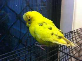 Found Budgerigar