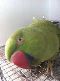 Found Indian Ringneck Parakeet