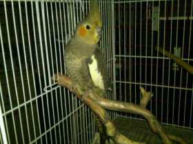Found Cockatiel