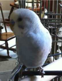 Found Parakeet