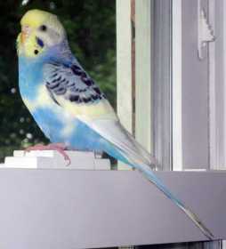 Found Parakeet