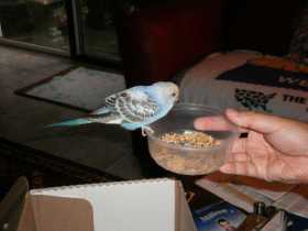 Found Budgerigar