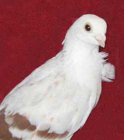 Found Pigeon