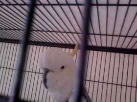 Found Cockatoo